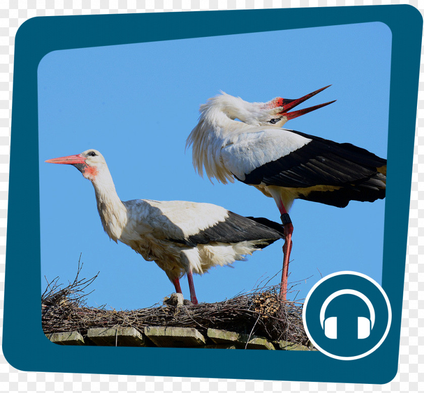 Bird White Stork Nest PNG