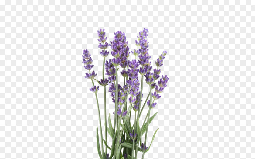 English Lavender Oil Stock Photography Lavandula Latifolia Royalty-free PNG