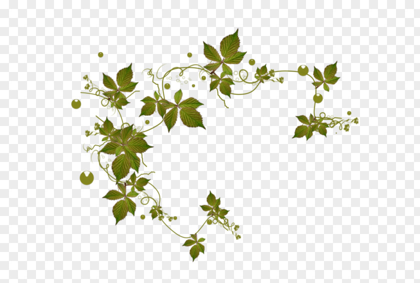 Flower Vine Swing Desktop Wallpaper Leaf Clip Art PNG