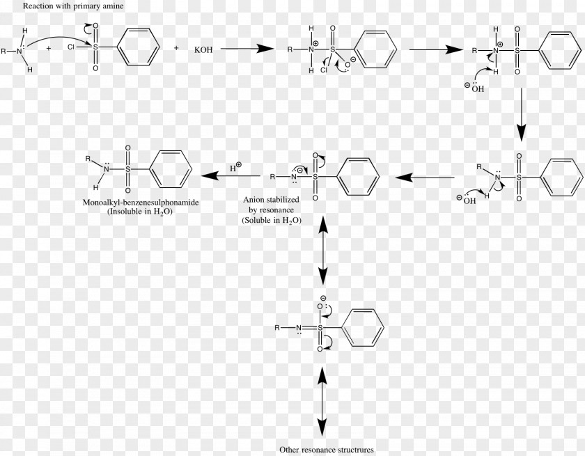 Hinsberg Reaction Amine Chemical Document PNG