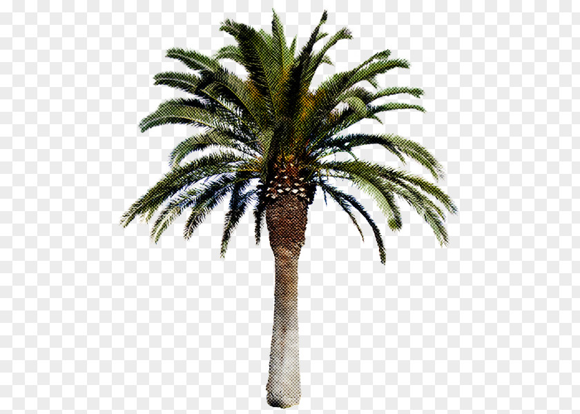 Terrestrial Plant Desert Palm Tree PNG