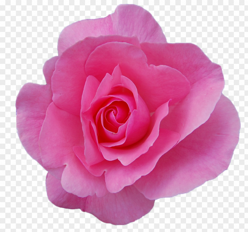 Transparent Rose Damask Oil Garden Roses Flower Essential PNG