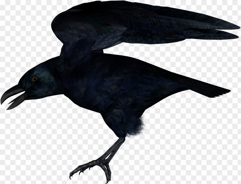 American Crow New Caledonian Common Raven Rook PNG