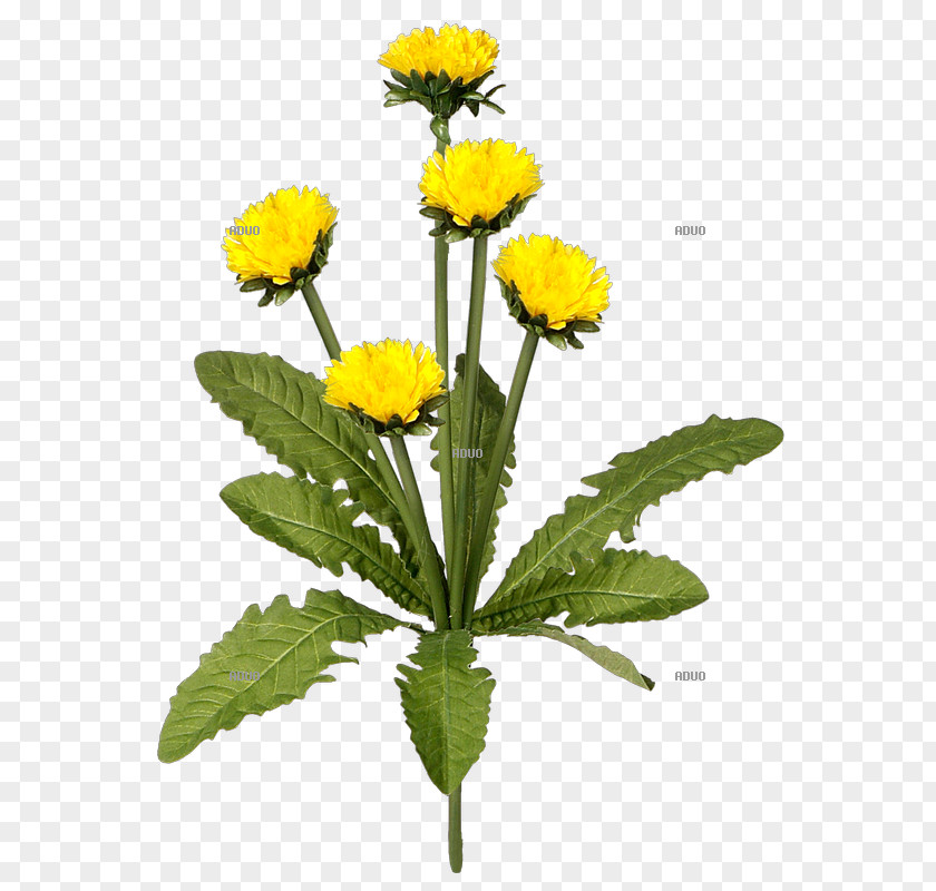 Dandelion Grass Costmary Grasmatte Lawn Herbaceous Plant PNG