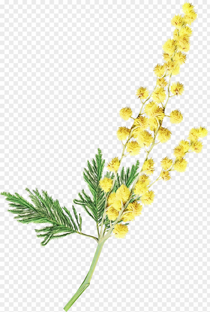 Goldenrod Yellow Sweet Clover Flower Plant Flowering PNG