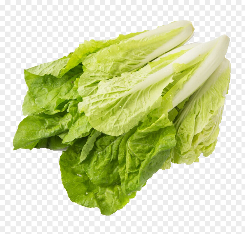 Hang Cabbage Material Organic Food Chinese Choy Sum Leaf Vegetable PNG