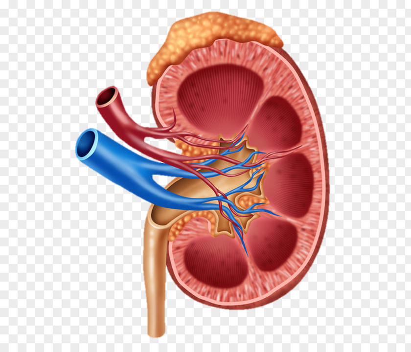 Kidney Human Body Diagram Anatomy PNG