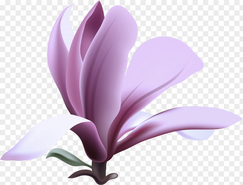 Magnolia Pink Petal Flower Violet Plant Purple PNG