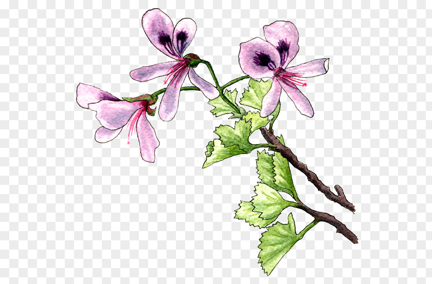 Pelargonium Plant Flower Violet Lilac Pollinator PNG