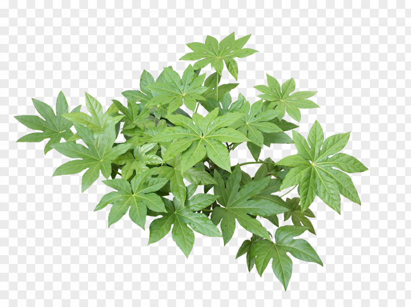 Leaf Hemp Cannabis Tree Herb PNG