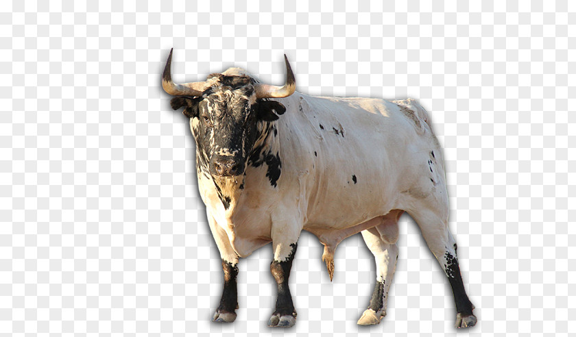 Toro Texas Longhorn Zebu English Ox PNG