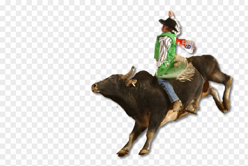 Bull Riding Rodeo Professional Riders Bucking PNG