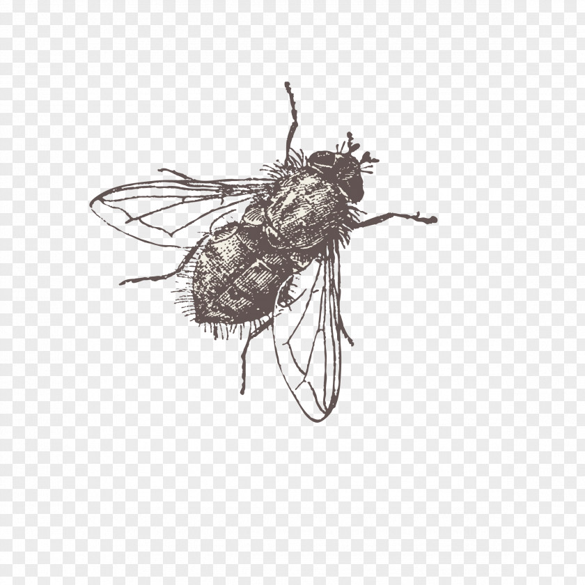 Fly Vector PNG