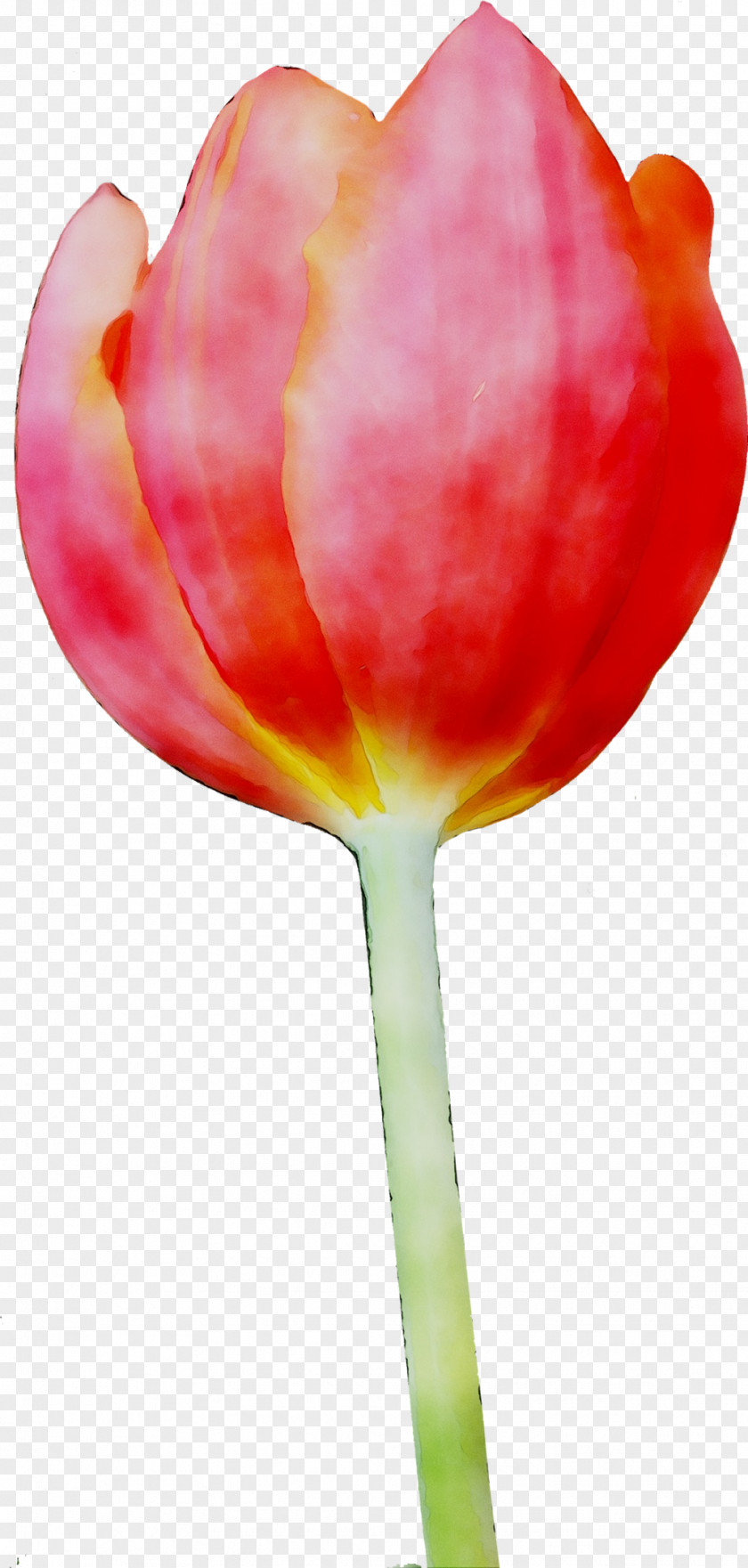 Tulip Clip Art Image Transparency PNG