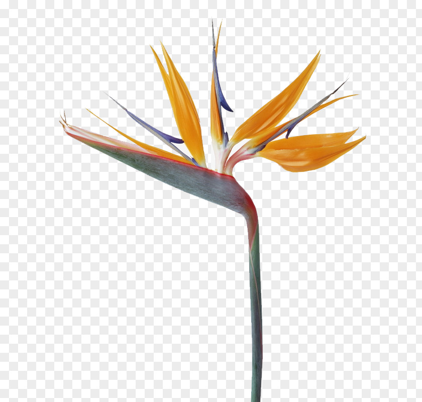 Unique Shape Of Flowers Strelitzia Reginae Bird Flower Bouquet PNG