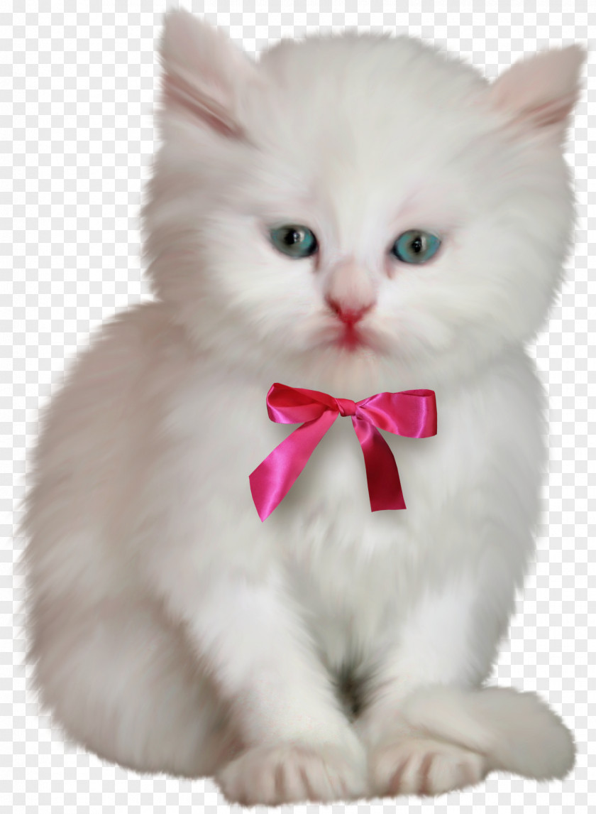 White Cat Kitten Hello Kitty PNG