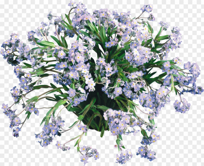 103 Scorpion Grasses Flower Desktop Wallpaper Daffodil English Lavender PNG