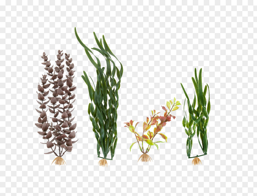 Aquatic Plants Marineland Aquariums PNG