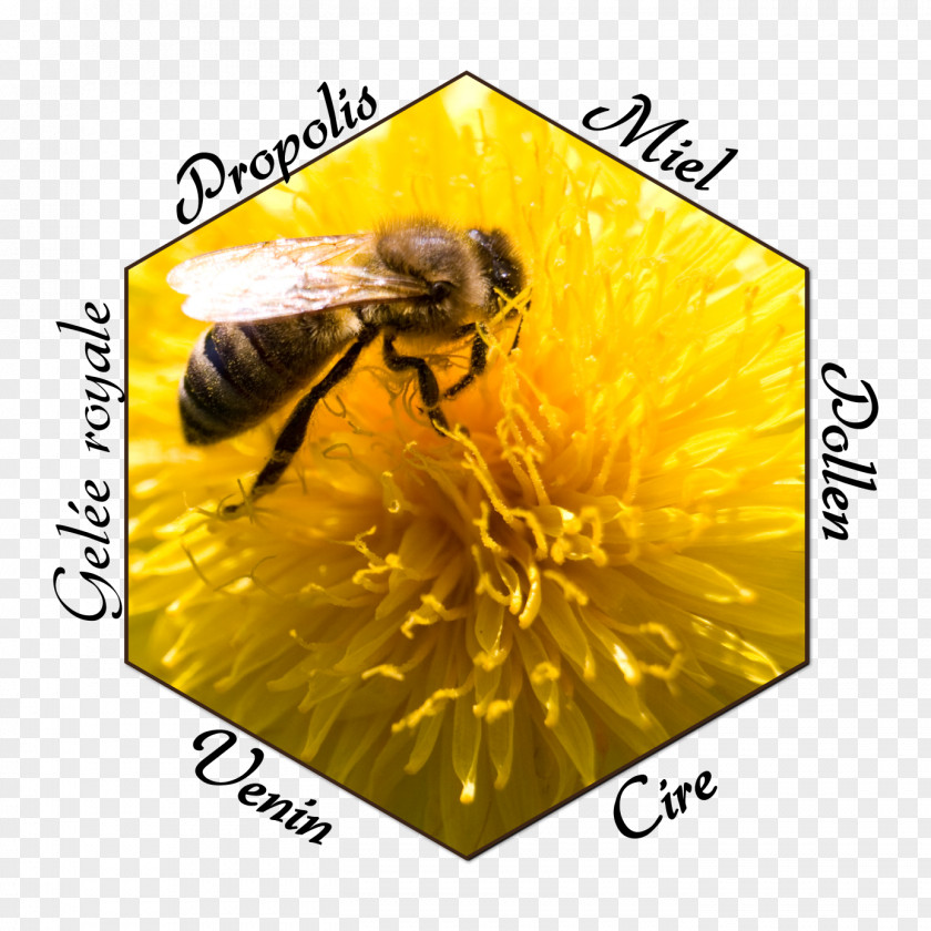 Bee Honey Gruyère District Propolis PNG