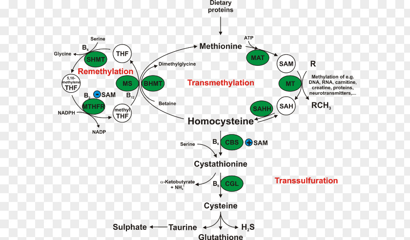 Cystathionine Beta Synthase Homocystinuria Enzyme Methionine Betaine PNG
