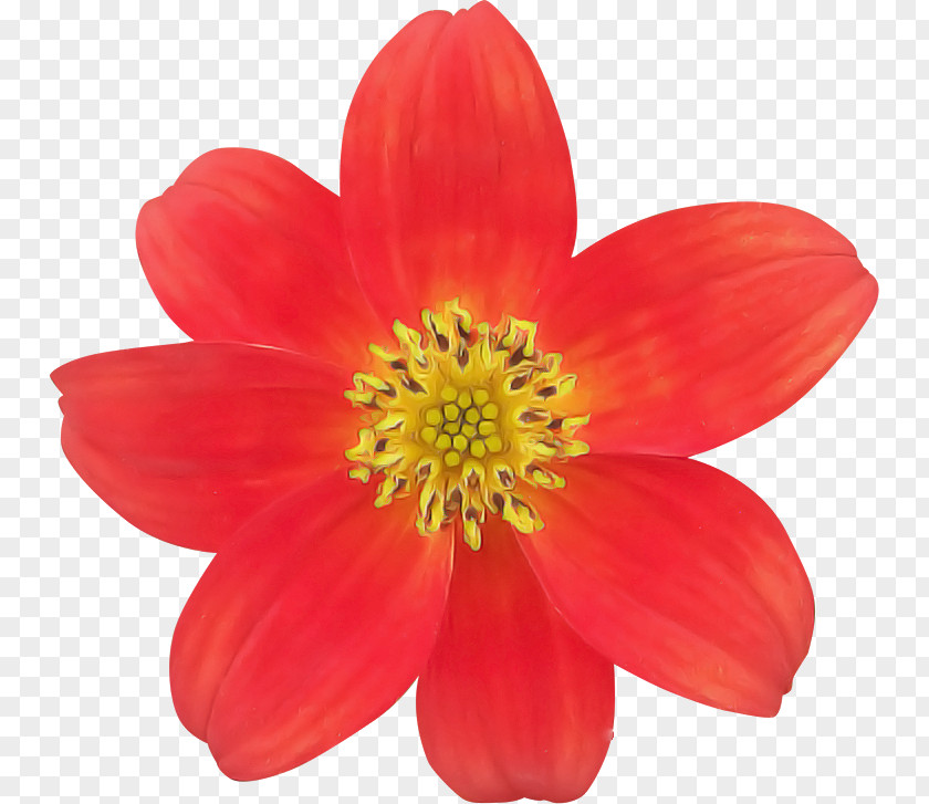 Dahlia Annual Plant Flower Plants Biology PNG