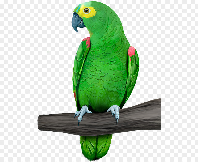 Minimacaw Amazon Parrot Bird Sellecta Rovani Macaw PNG