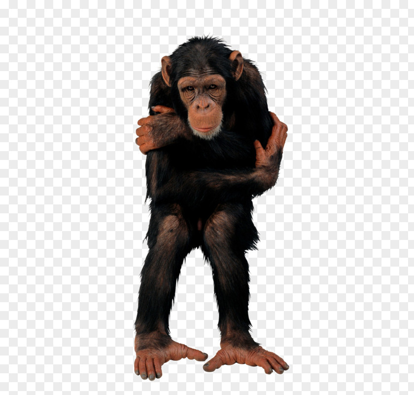Monkey Primate Photography Clip Art PNG