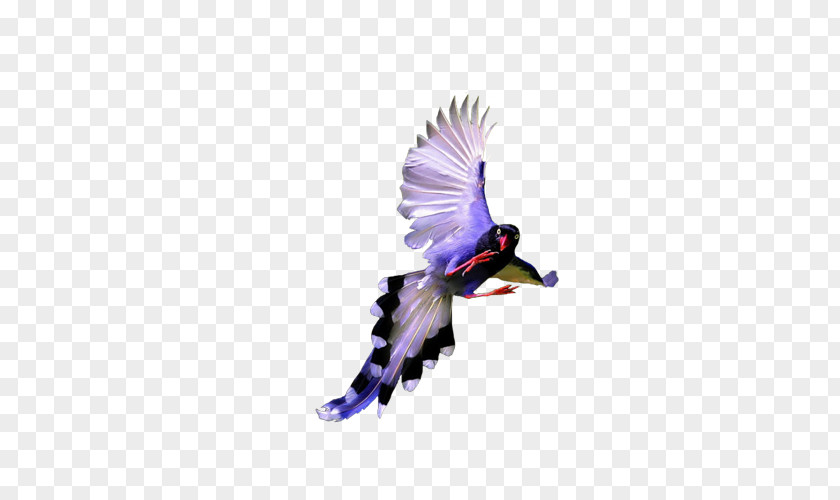 Mountain Pheasant Bird Download PNG