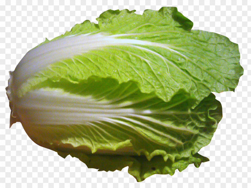 Napa Cabbage Romaine Lettuce Chinese PNG