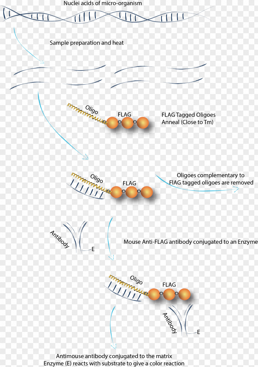 Oligonucleotide Peptide DNA RNA Spermidine PNG