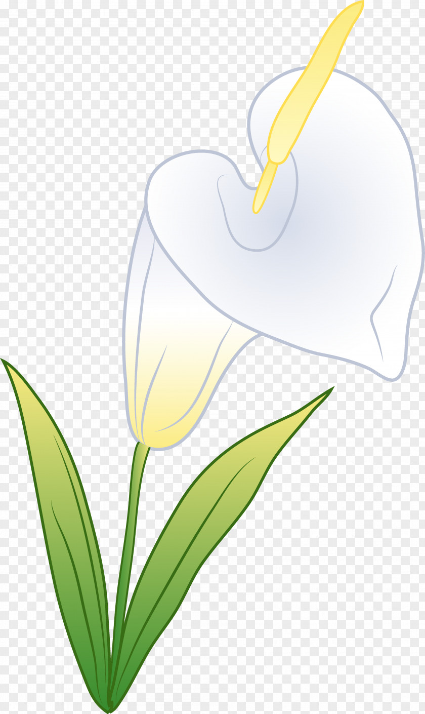 Callalily Arum Flowering Plant Clip Art PNG