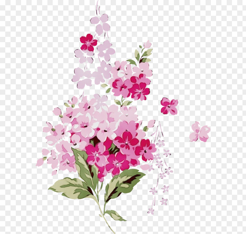 Dianthus Daphne Water Paint Flowers PNG