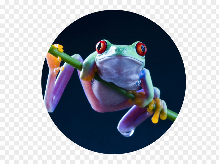Frog Jumping Day Red-eyed Tree Desktop Wallpaper Salamander PNG