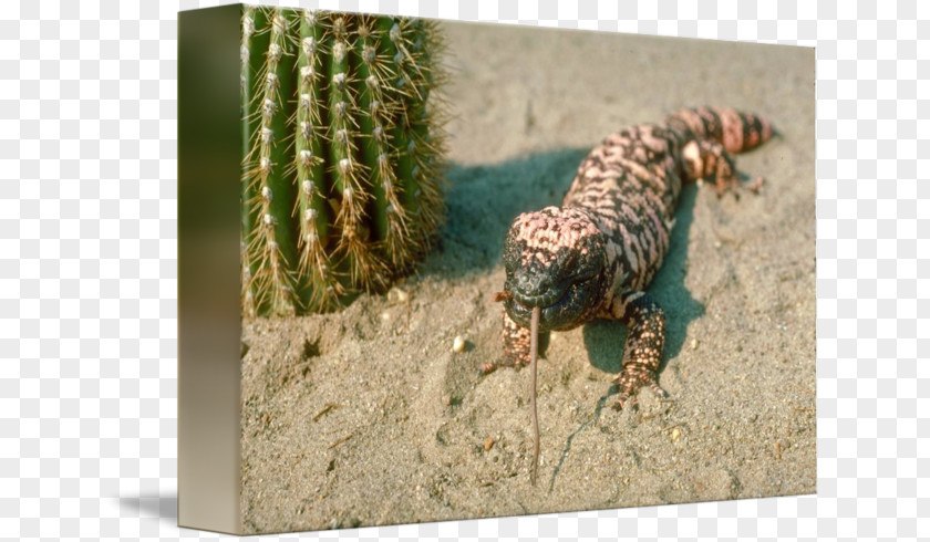 Gila Monster Mexican Beaded Lizard Reptile Snake PNG