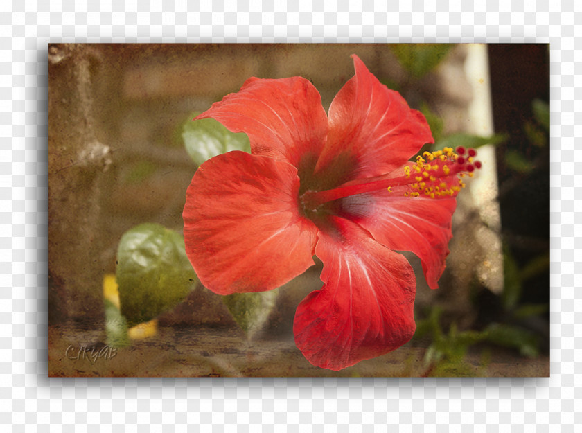 Heart Beat Hibiscus Petal Wildflower PNG
