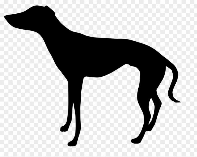 Italian Greyhound Whippet Clip Art Silhouette PNG