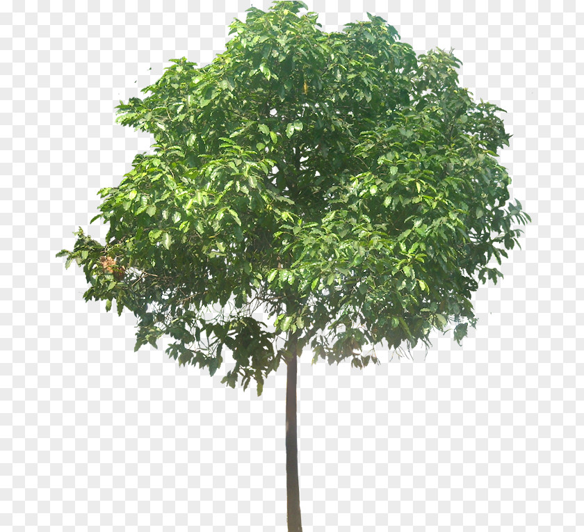 Luxuriant Trees Tree Stock Photography Plumeria Rubra Cordyline Australis Arecaceae PNG