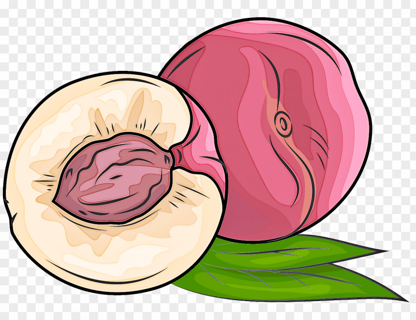 Pink Cheek Plant Vegetable Onion PNG