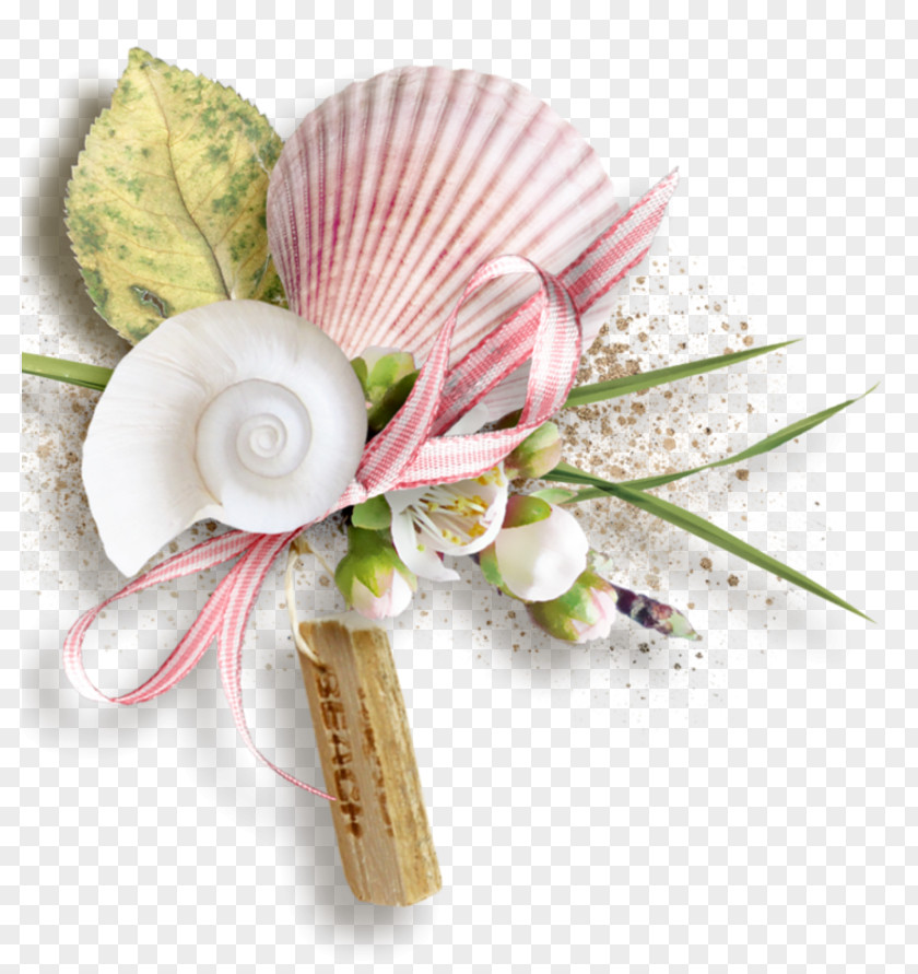 Blog Mollusc Shell Color PNG