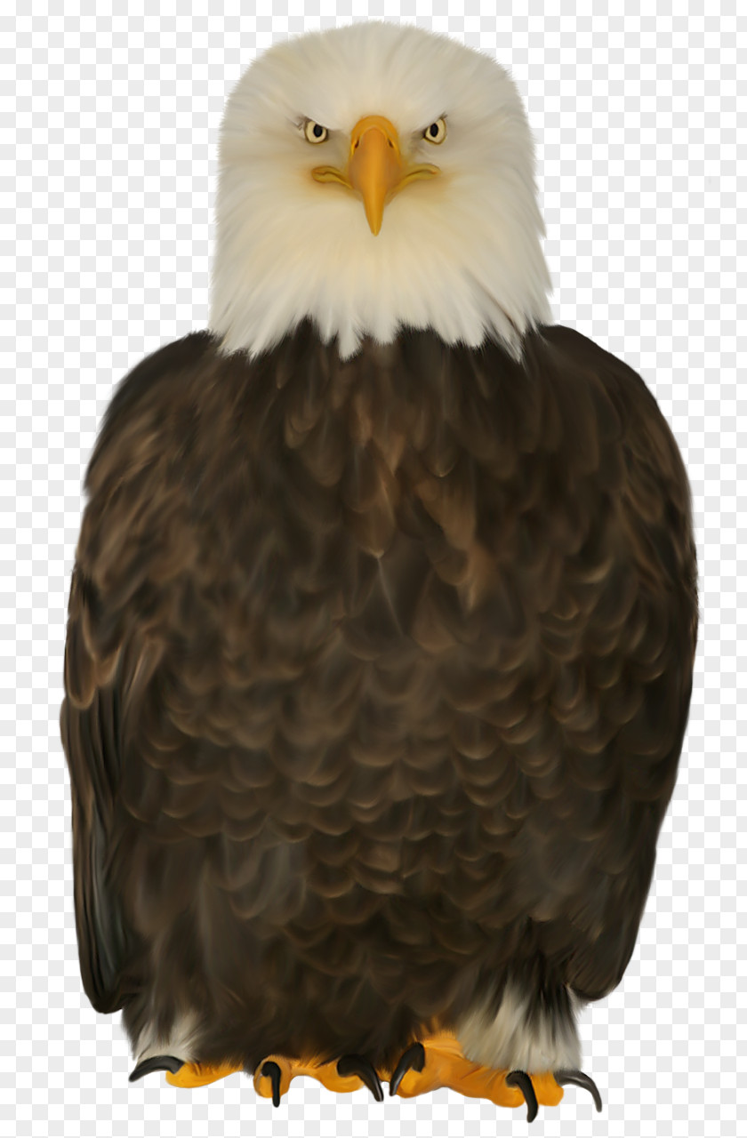 Eagle Bald Bird Of Prey Beak PNG