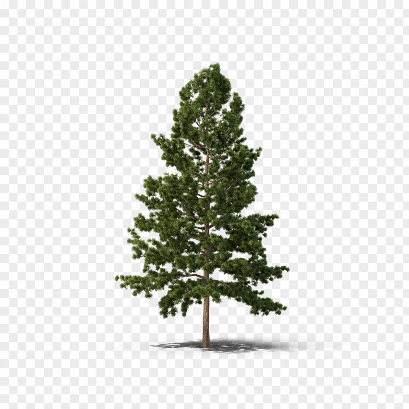 Fir-tree Pine Fir Spruce Tree Conifers PNG