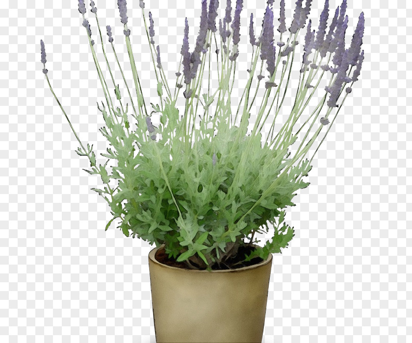 Lavender PNG