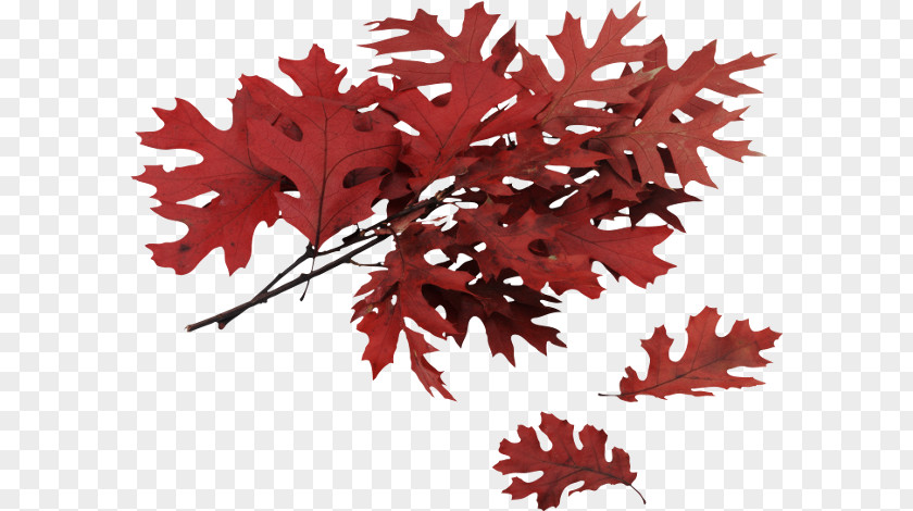 Leaf Autumn Color Northern Red Oak PNG