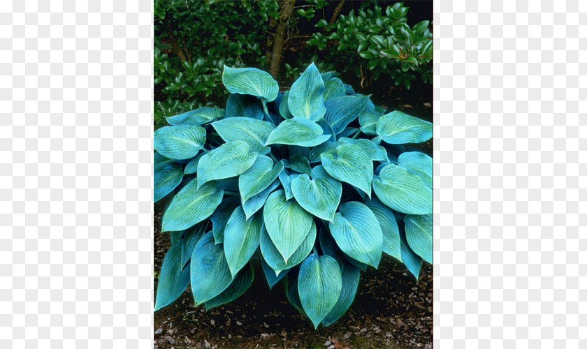 Leaf Evergreen Groundcover Herb PNG