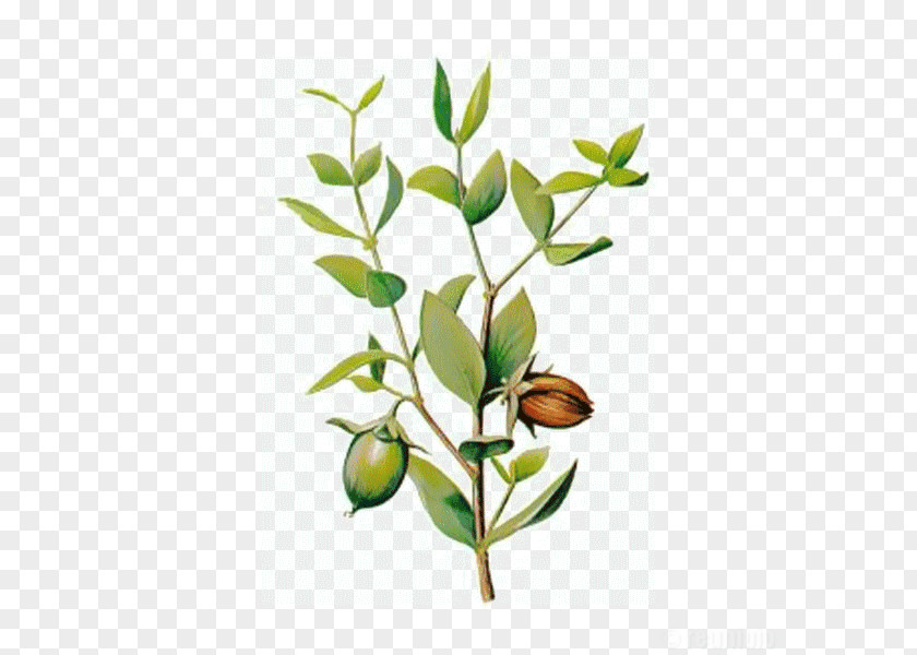 Oil Jojoba Carrier Essential PNG