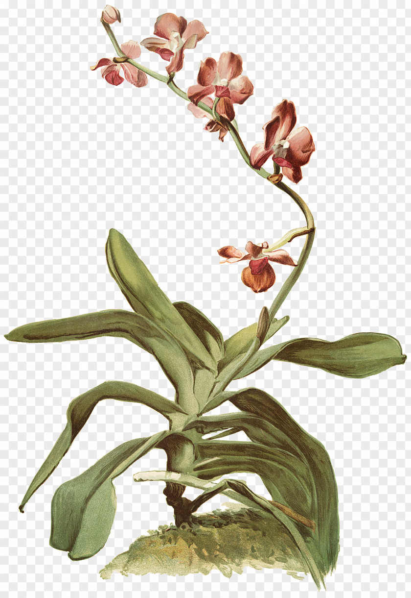 Orchid Yellow Moth Orchids Cattleya Twig Bud Plant Stem PNG