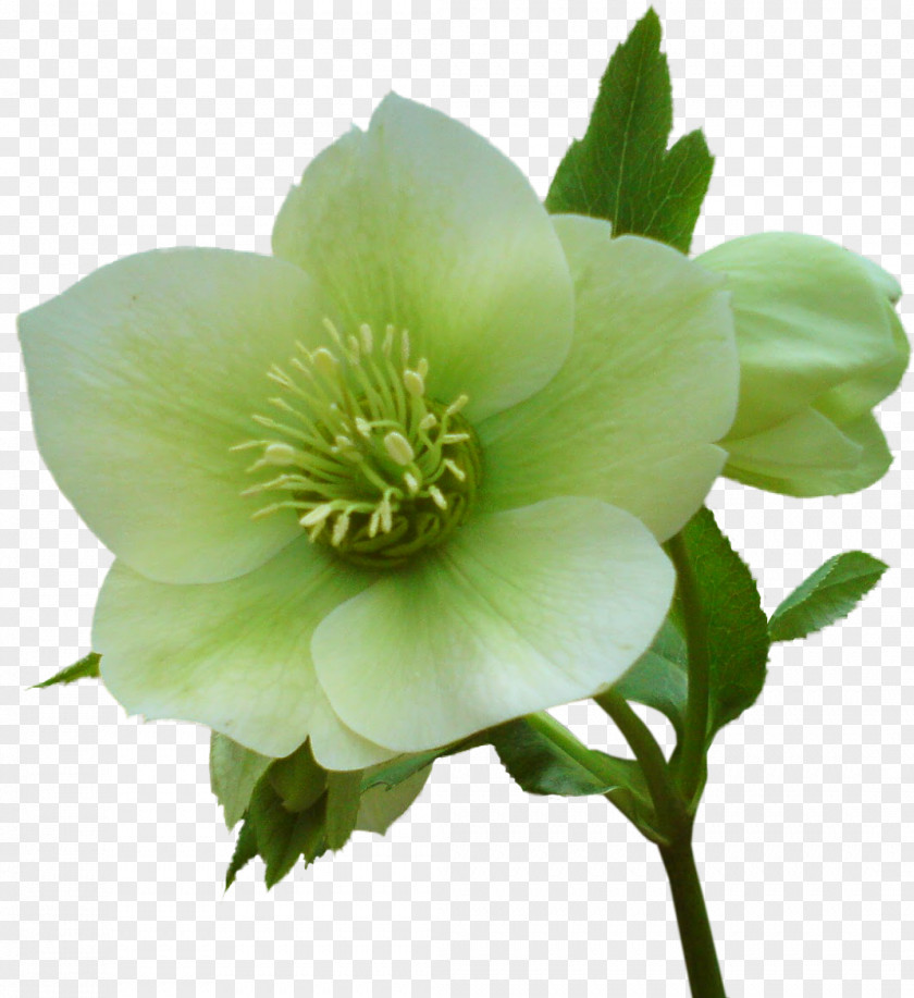 Pastel Flower Helleborus Niger Garden Roses Clip Art PNG