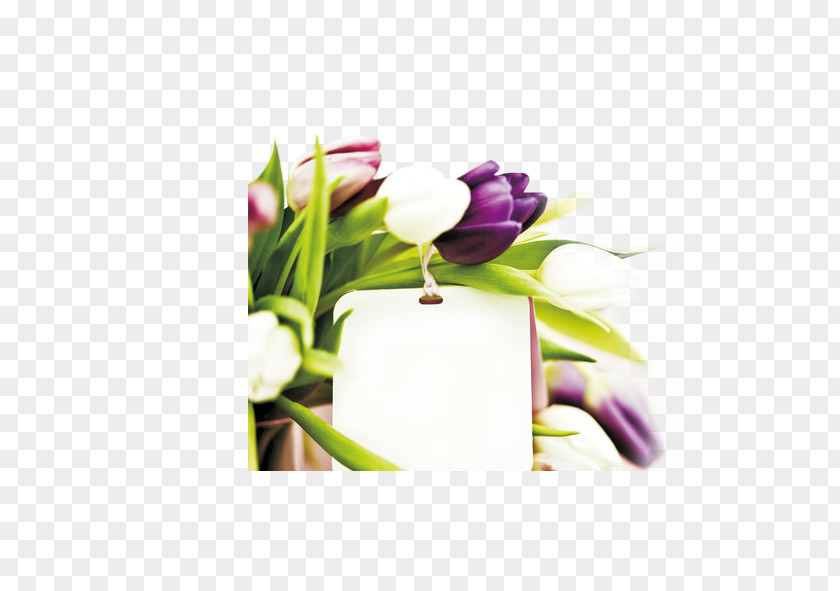 Tulip Mother's Day Gift Kybele, Inc. Father's PNG