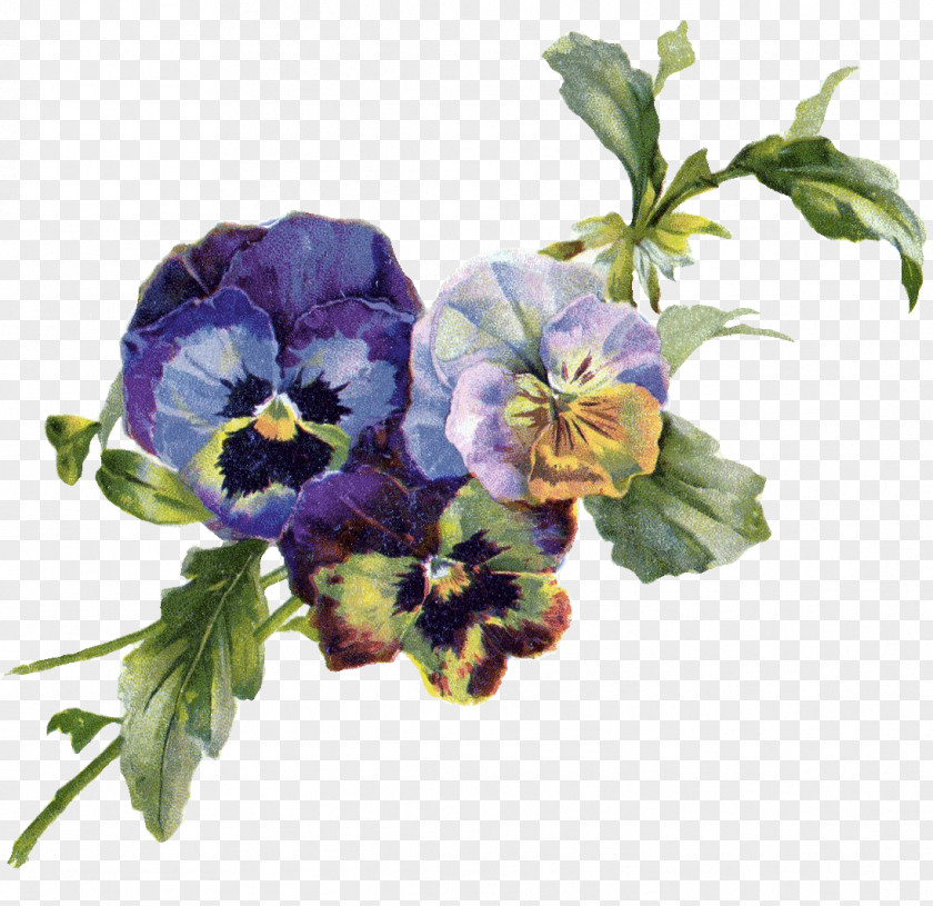 Vintage Flower Pansy Art Violet Clip PNG