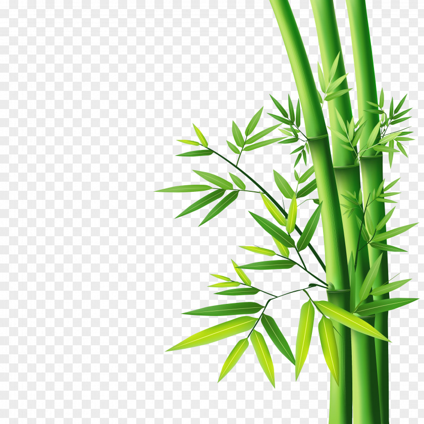 Bamboo Wallpaper PNG